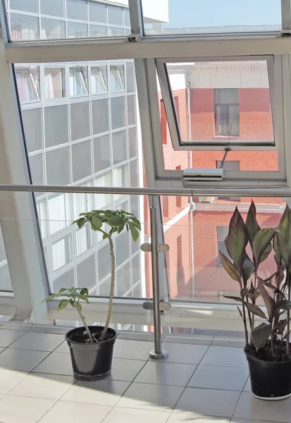 植木鉢、窓の近くに立っています。 — ストック写真