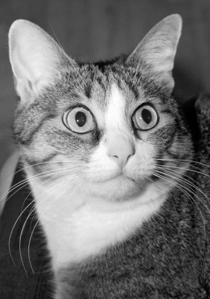 Giovane gatto o gattino del bengala — Foto Stock