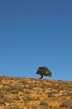 Moritanya çölde tek ağaç