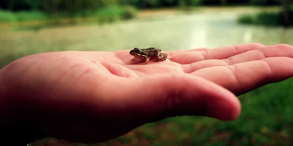 stock image Frog in hand