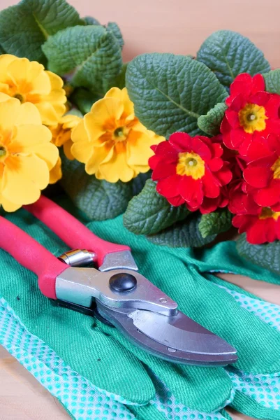 Gardening tools with flowers — Stock Photo, Image