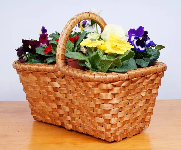 Tavaszi virágok a régi, fából készült baket — Stock Fotó