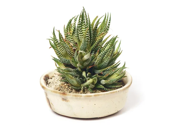 Haworthia fasciata — Stock Photo, Image