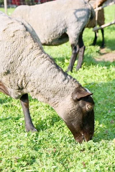 Romanovské ovce — Stock fotografie