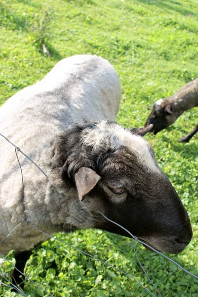 Romanovské ovce — Stock fotografie