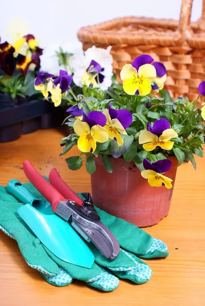 用鲜花园艺工具 — 图库照片
