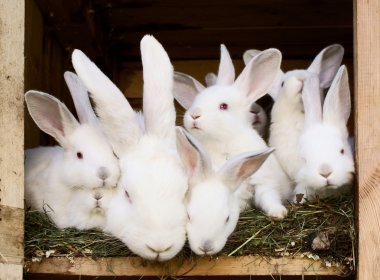 Little bunnies with their mum in a hutch clipart