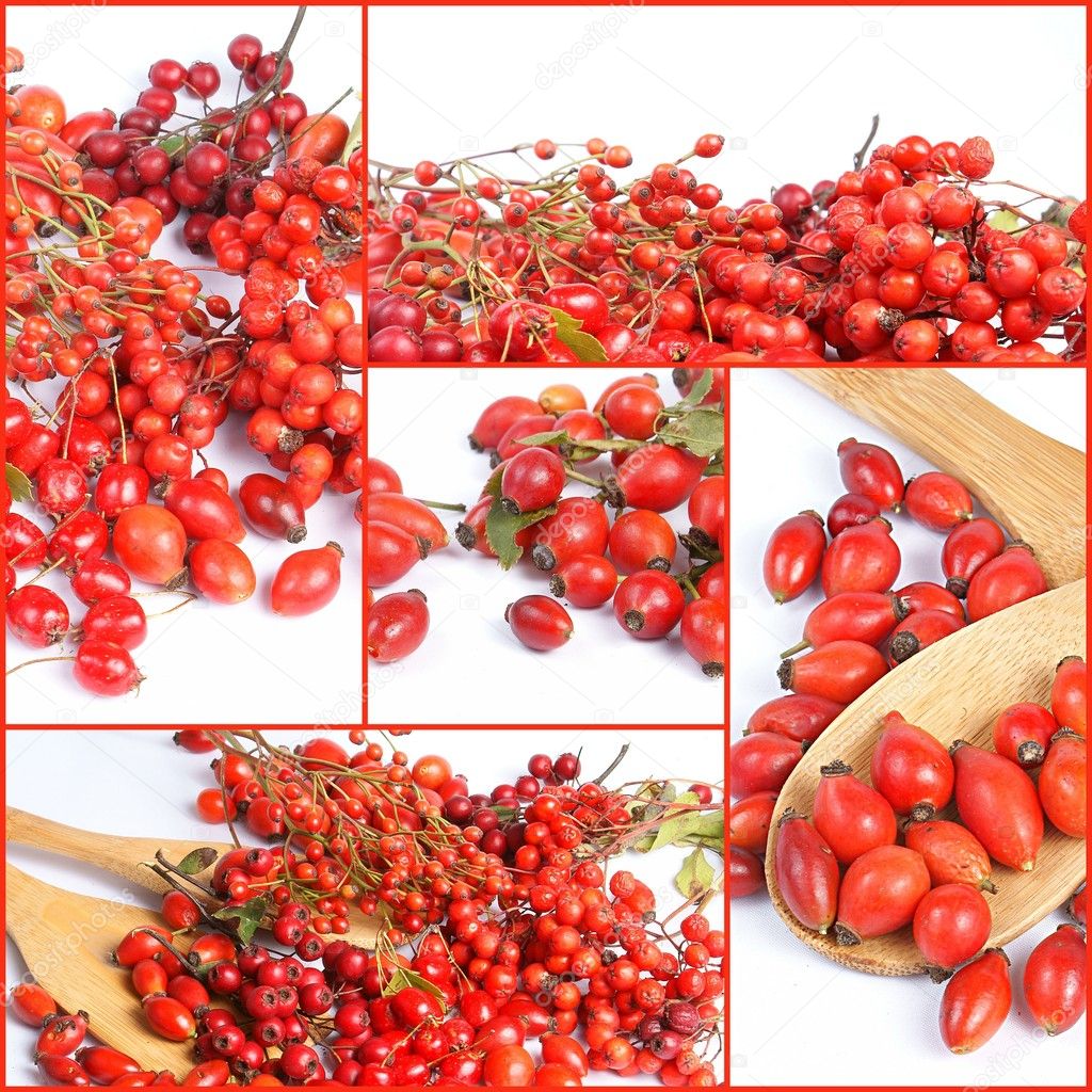 Various autumn red fruits - rowan berries, hawthorn, rose hip