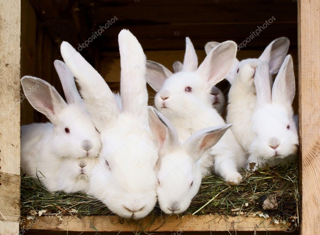 Little bunnies with their mum in a hutch