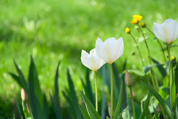 stock image Flowers, meadow, summer.