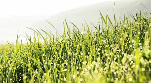 stock image Grass with water drops.