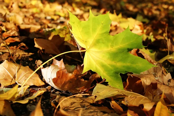 Hojas caídas de otoño. —  Fotos de Stock
