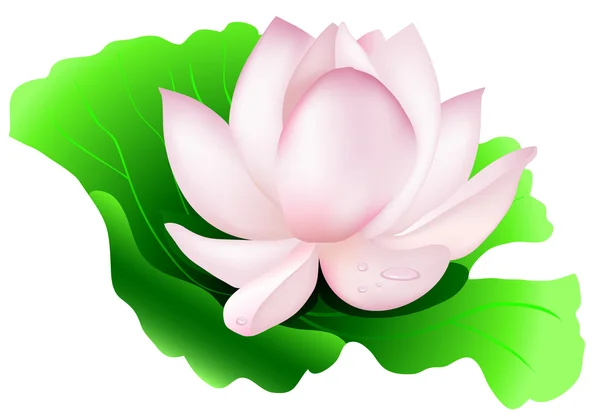 Lotus de fleur sur la feuille Vecteurs De Stock Libres De Droits