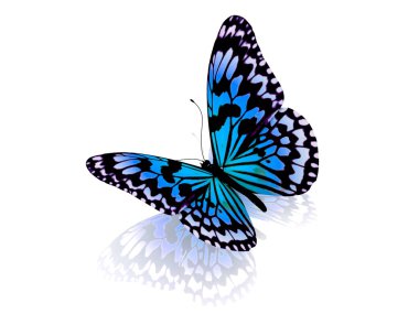 Butterfly. Isolated on white background. clipart
