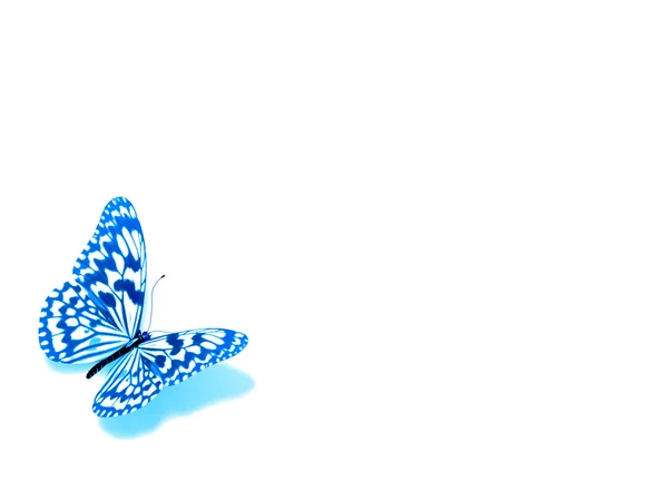 Blauer Schmetterling. — Stockfoto