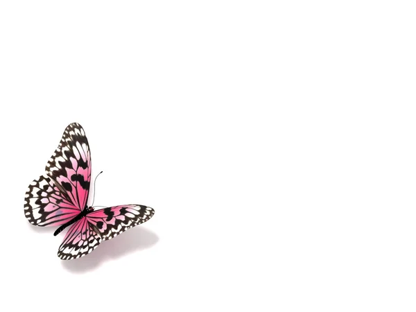 Motýl. — Stock fotografie