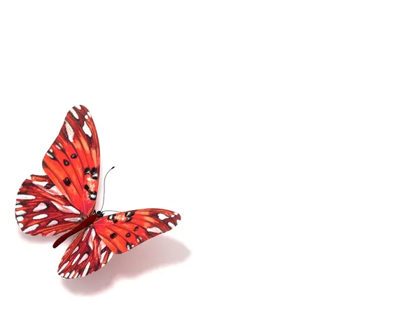 Schmetterling isoliert auf weiß. — Stockfoto