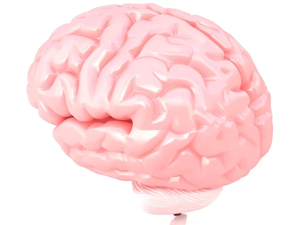 3D human brain — Stock Photo, Image