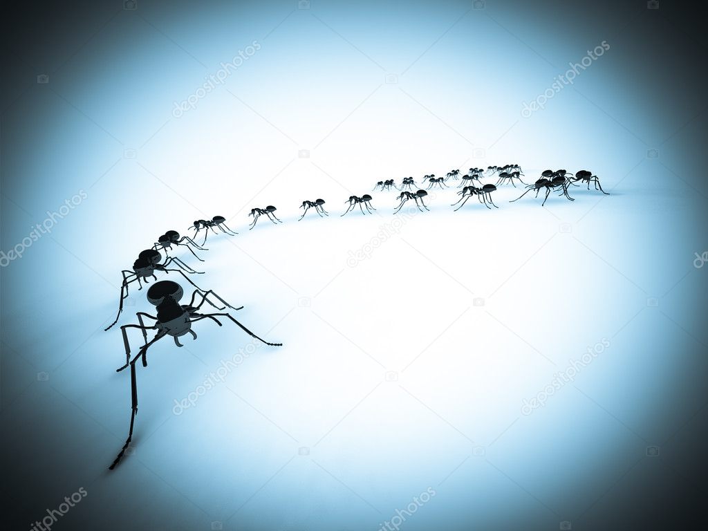 Ants in zigzag line