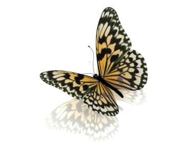 Orange butterfly. Isolated on white background. clipart