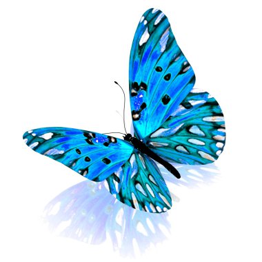 Butterfly. clipart