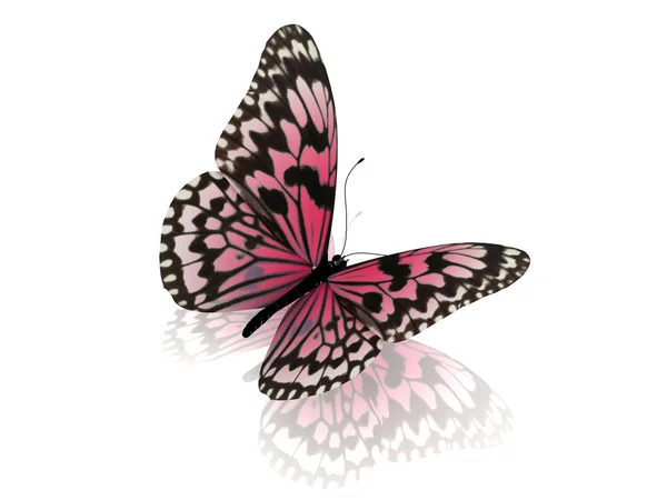 Papillon. — Photo