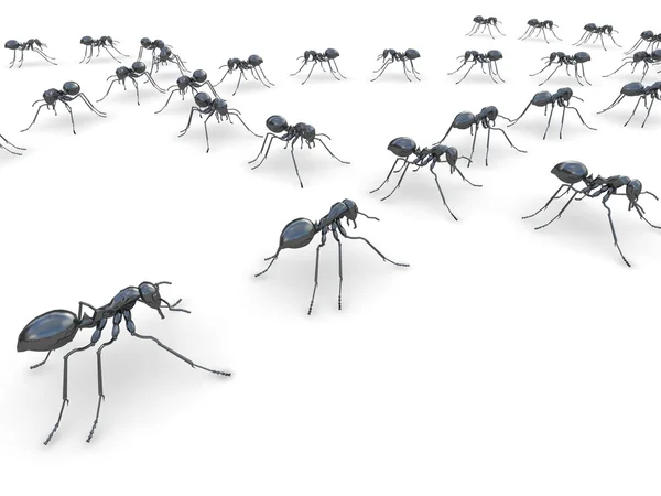 Grupo de insectos, hormigas, en una línea en el suelo, sobre fondo blanco aislado —  Fotos de Stock