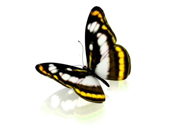 Papillon. Isolé sur fond blanc . — Photo