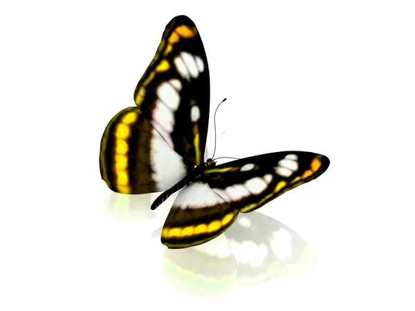 Schmetterling. isoliert auf weißem Hintergrund. — Stockfoto