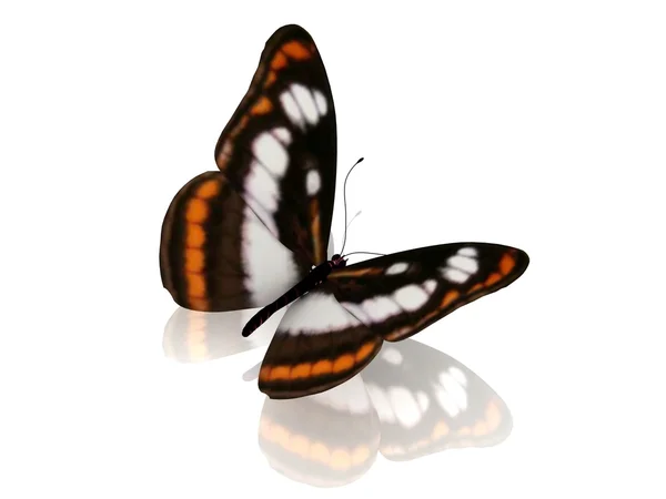 蝶。白い背景で隔離. — ストック写真