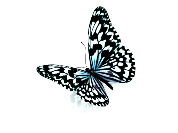 Motyl. na białym tle. — Zdjęcie stockowe