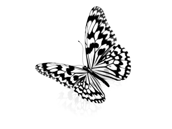 나비입니다. 흰색 배경에 고립. — 스톡 사진