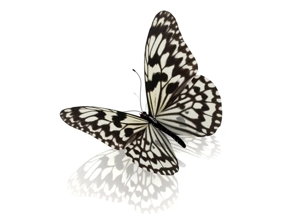 Papillon. Isolé sur fond blanc . — Photo