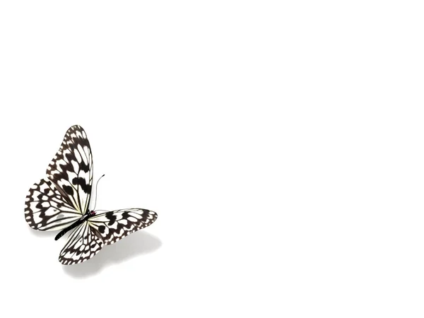 Pillangó. — Stock Fotó