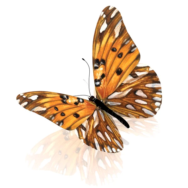 Orange butterfly. Isolated on white background. — Stock Photo, Image