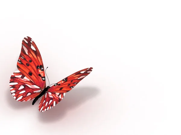 3D метелик ізольований на білому . — стокове фото