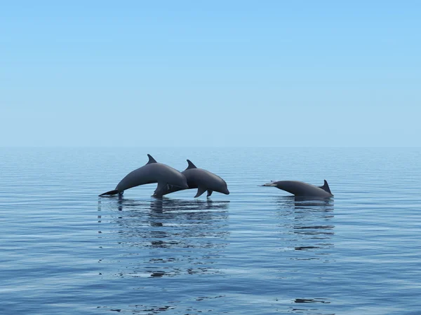 Três golfinhos flutuando no oceano . — Fotografia de Stock