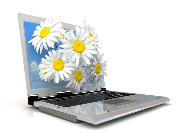 Laptop with Camomiles — Stock Photo, Image