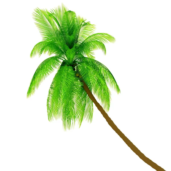 Groene palm op een witte achtergrond. 3D-beeld. — Stockfoto
