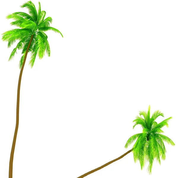 Zielone palmy na białym tle. obraz 3D. — Zdjęcie stockowe