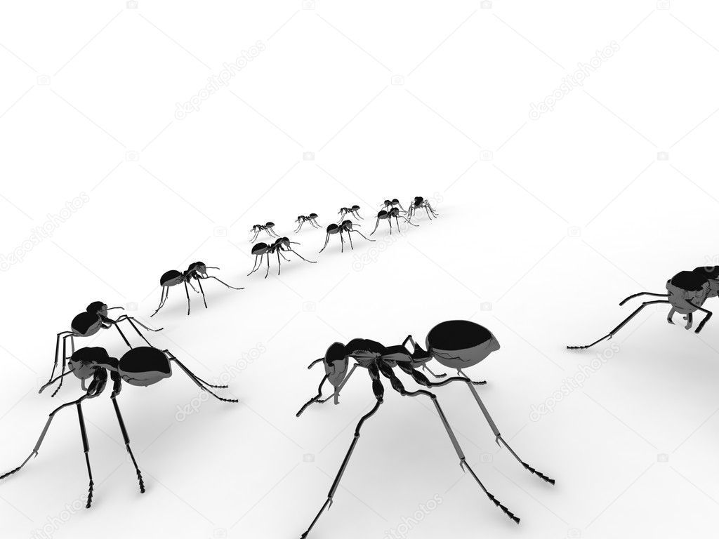 Group of insects, ants, in a line on the floor.