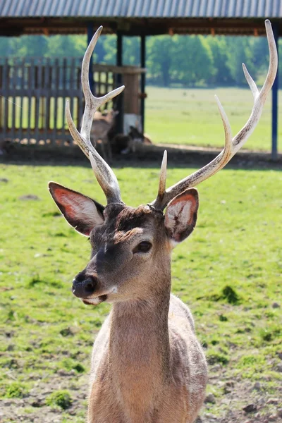 stock image Deer head