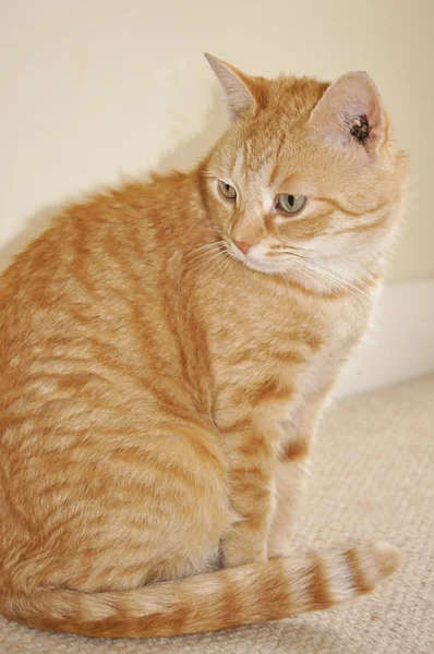 Ginger Cat — Stock Photo, Image