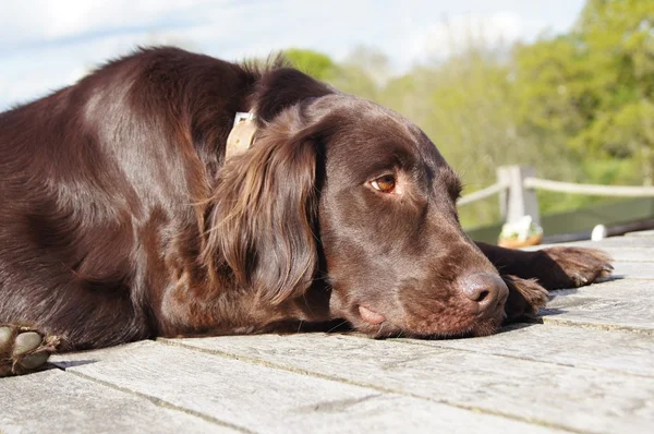 Hund entspannt sich — Stockfoto