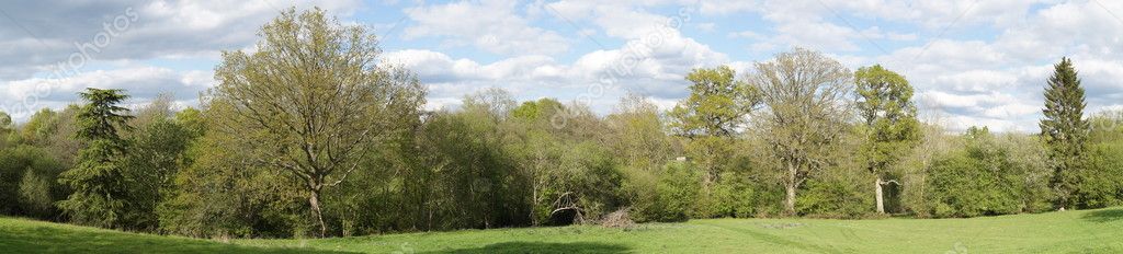Panoramic view of Trees in spring