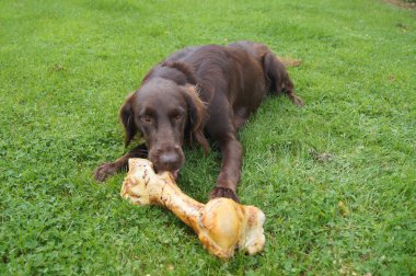 büyük bir kemik yiyen köpek