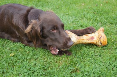 Dog eating a Large Bone clipart
