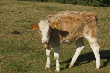 Hereford Cattle