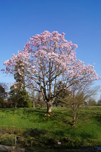 Magnolia Tree — Stock Photo, Image