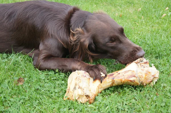 Hund frisst einen großen Knochen — Stockfoto